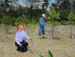PT Timah Dukung Target Net Zero Emissions 2060, Puluhan Ribu Mangrove Ditanam Sepanjang 2025
