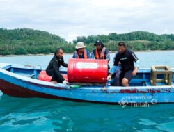 PT Timah Tebar Ratusan Ribu Anakan Cumi di Perairan Bangka, Restocking Cumi Jadi Bagian Rehabilitasi Laut