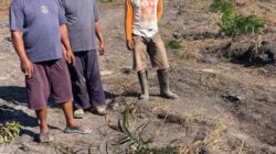 Puluhan bibit kelapa sawit di lahan perkebunan milik warga di Desa Limbung, Kecamatan Jebus, Kabupaten Bangka Barat. (Foto istimewa)