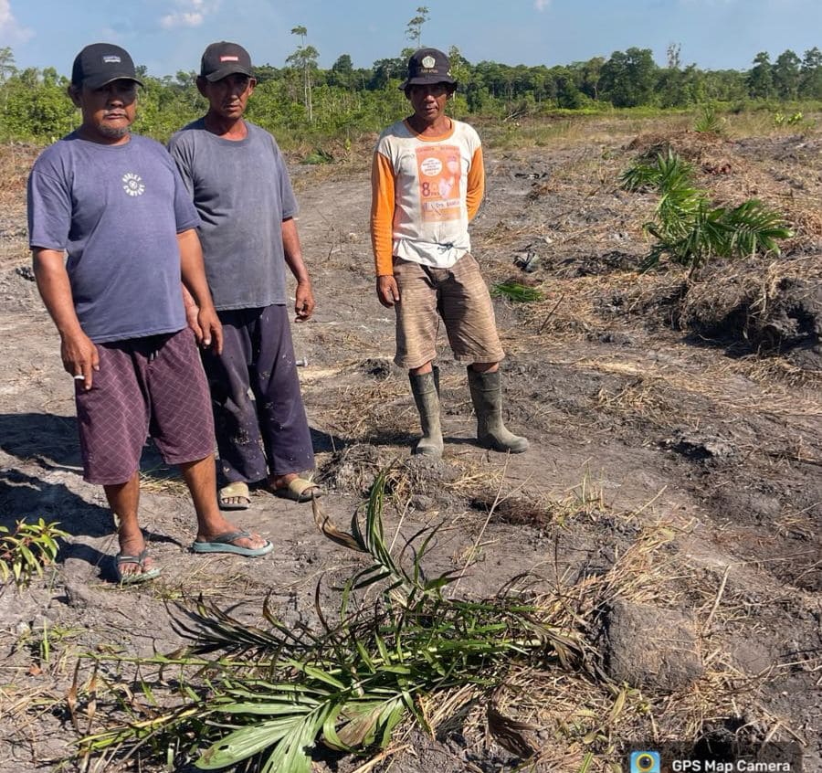 Puluhan bibit kelapa sawit di lahan perkebunan milik warga di Desa Limbung, Kecamatan Jebus, Kabupaten Bangka Barat. (Foto istimewa)