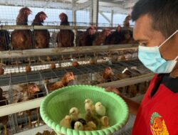 Warga Binaan Rutan Mentok Belajar Beternak, Kini Rawat 700 Ayam