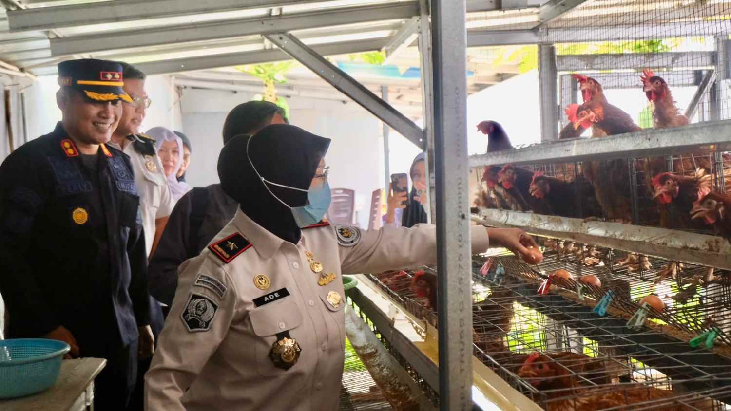 Kakanwil Imipas Kepulauan Bangka Belitung Ade Agustina didampingi Kepala Rutan Kelas IIB Muntok Andre Ferly panen telur dari 700 ekor ayam di Rutan Muntok, Selasa (15/9/2026). (Ist)