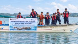 PT Timah Kembali Restocking 1.000 Kepiting Bakau di Kundur