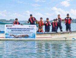 PT Timah Kembali Restocking 1.000 Kepiting Bakau di Kundur
