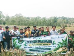 Panen Nanas Perdana, Kelompok Tani Binaan PT Timah Buktikan Potensi Pertanian Kundur Bisa Gerakan Ekonomi