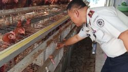 Caption : Kepala Rutan Kelas IIB Mentok, Andri Ferly melihat ternak ayam di area Sarana Asimilasi dan Edukasi (SAE), di bagian belakang tembok kedua Rutan Kelas IIB Mentok. (Babelhits.com)