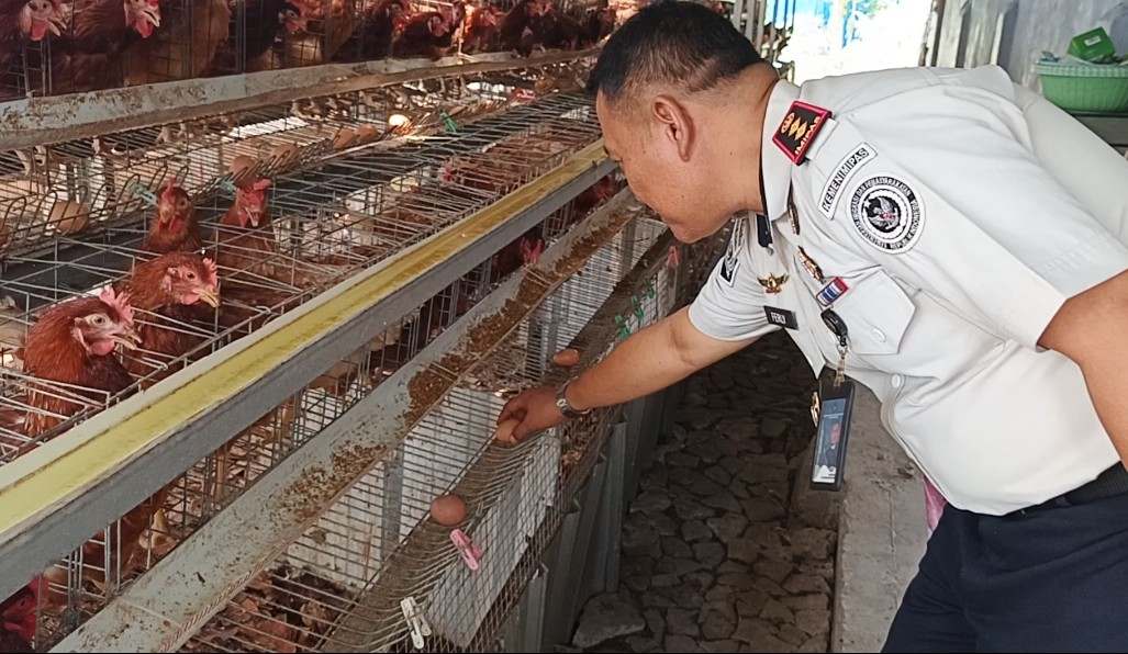 Caption : Kepala Rutan Kelas IIB Mentok, Andri Ferly melihat ternak ayam di area Sarana Asimilasi dan Edukasi (SAE), di bagian belakang tembok kedua Rutan Kelas IIB Mentok. (Babelhits.com)